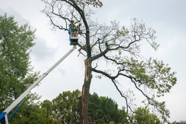 Best Tree and Shrub Care  in Absecon, NJ